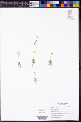 Draba cuneifolia image