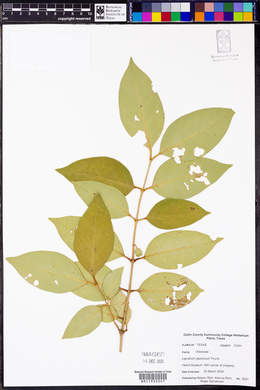 Ligustrum japonicum image