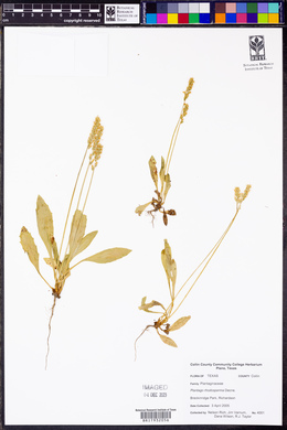Plantago rhodosperma image
