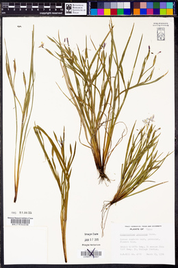 Sisyrinchium pruinosum image