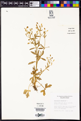 Ranunculus sceleratus image