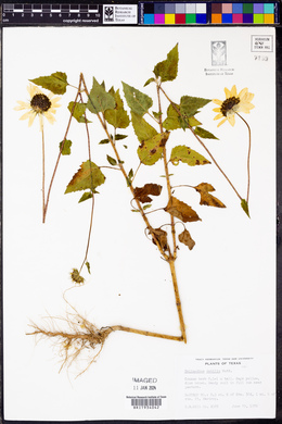 Helianthus debilis image