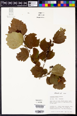 Crataegus mollis image