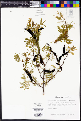 Vachellia farnesiana image