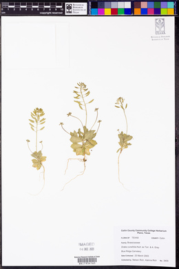 Draba cuneifolia image