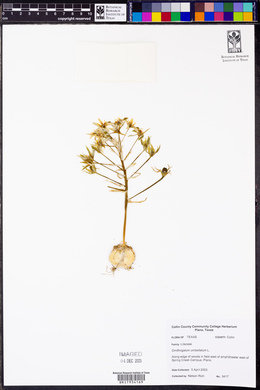 Ornithogalum umbellatum image