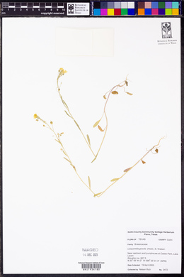 Physaria gracilis image