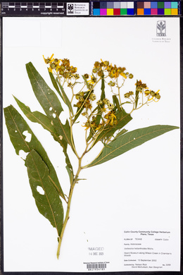 Verbesina helianthoides image
