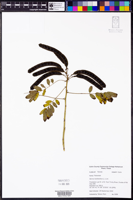 Senna marilandica image