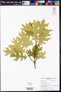 Quercus shumardii image