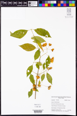 Euonymus atropurpureus image