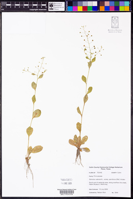 Samolus parviflorus image