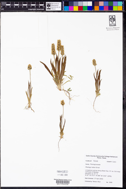 Plantago helleri image