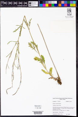 Verbena halei image