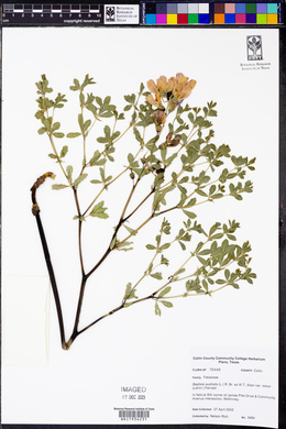 Baptisia australis image