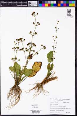 Echinodorus berteroi image
