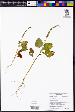 Heliotropium indicum image