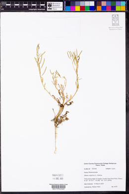 Planodes virginicum image