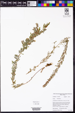 Lespedeza cuneata image