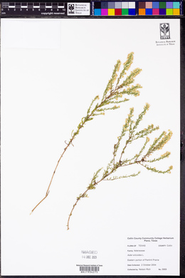 Symphyotrichum ericoides image