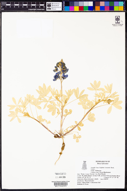 Lupinus texensis image