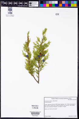 Juniperus ashei image