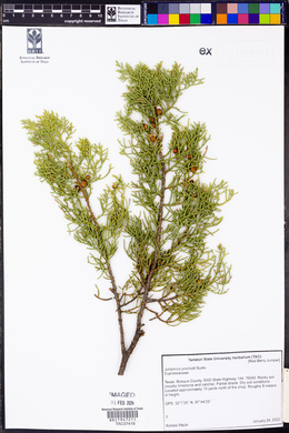 Juniperus pinchotii image