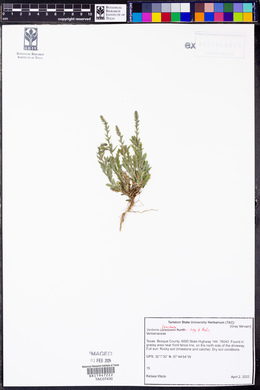 Verbena bracteata image