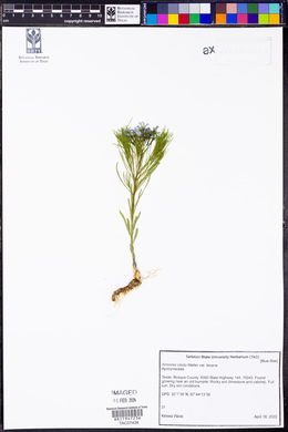 Amsonia ciliata image