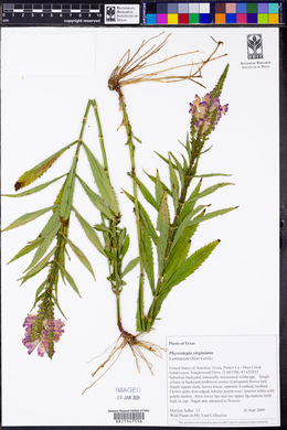 Physostegia virginiana image
