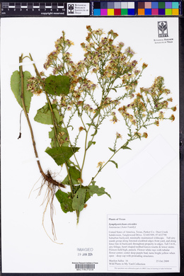 Symphyotrichum ericoides image