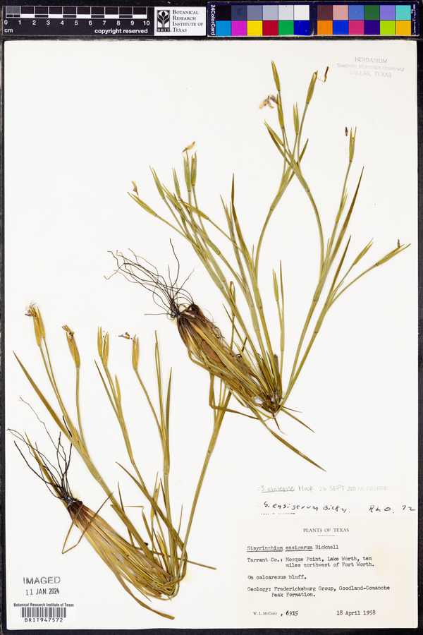 Sisyrinchium chilense image