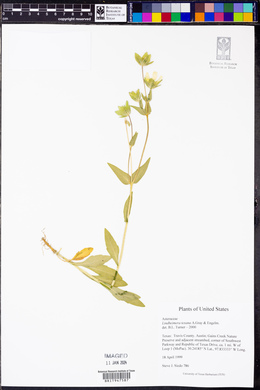 Lindheimera texana image