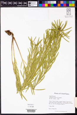Stillingia texana image