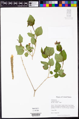 Lantana camara image