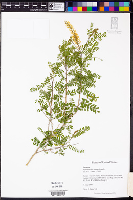 Eysenhardtia texana image
