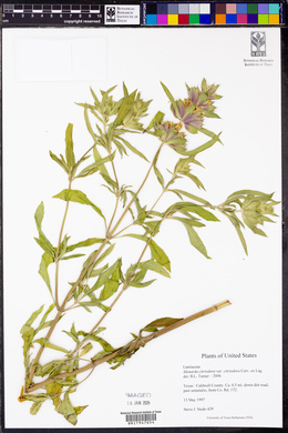 Monarda citriodora var. citriodora image