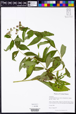 Vernonia baldwinii subsp. interior image