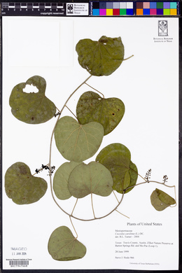 Nephroia carolina image