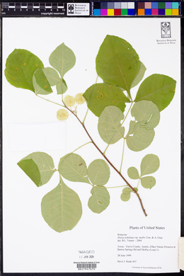 Ptelea trifoliata var. mollis image