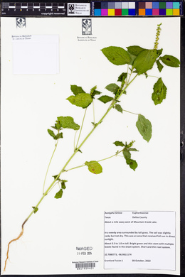 Acalypha setosa image