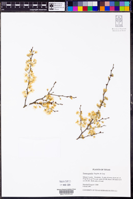 Prunus gracilis image