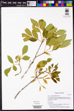 Fraxinus berlandieriana image