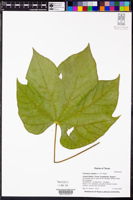 Firmiana simplex image