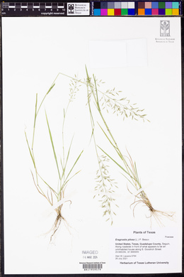 Eragrostis pilosa image