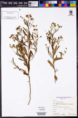 Helianthemum majus image