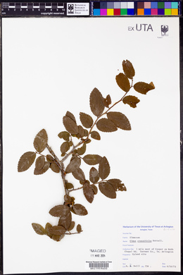 Ulmus crassifolia image
