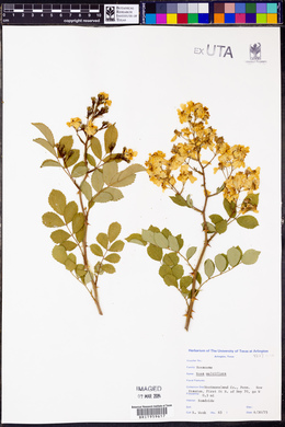 Rosa multiflora image