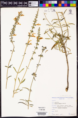 Salvia azurea image