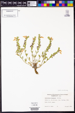 Scutellaria drummondii image